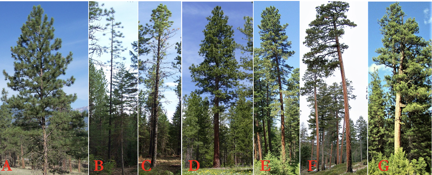 This image provides a visual guide for assessing tree health by ranking crown shapes from 1 to 8, with higher vigor assigned to trees whose full, dense crowns extend below the 50% height mark. A comparison gallery of real-world conifers labeled A through G further illustrates these variations, ranging from full-crowned healthy specimens to tall, sparse trees with crowns concentrated at the top.