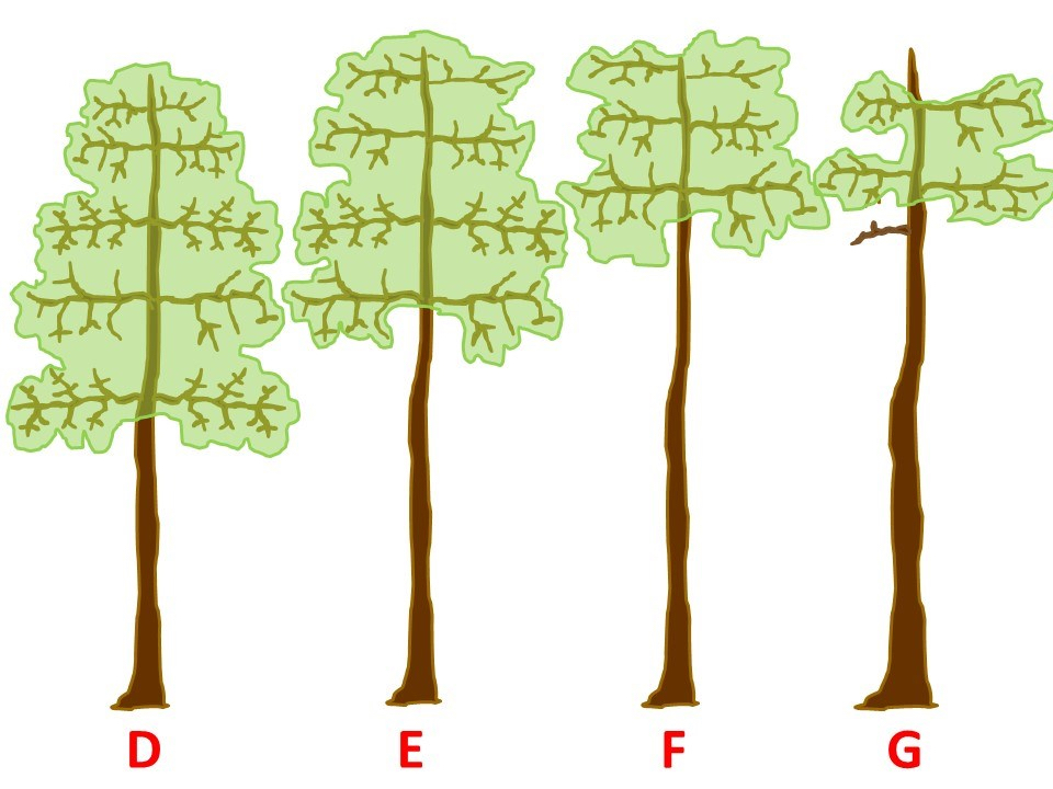Illustration of four tall trees labeled D, E, F, and G from left to right. Tree D has a full, dense canopy with branches and leaves distributed from lower to upper sections. Tree E has a slightly smaller canopy concentrated in the upper half of the tree. Tree F has a long bare trunk with most branches and leaves forming a flat canopy near the top. Tree G has a tall mostly bare trunk with only a few uneven branches and a sparse cluster of leaves near the top.