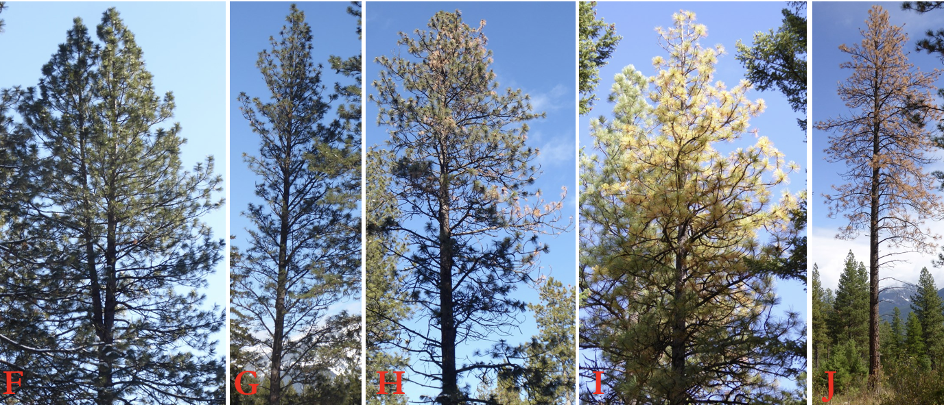 A horizontal composite of five images, labeled F through J, showing the progressive stages of health or decay in pine trees against a sky. The imaged labeled F is a healthy pine tree with dense needles. The image labeled G is a slightly thinner pine tree. The image labeled H is a pine tree showing signs of stress, with thinning needles and some dark patches in the upper canopy. The image labeled I is a tree with significant discoloration, where a large portion of the needles have turned a pale color. The imaged labeled J is a dead or dying pine tree with almost entirely dark, dry needles and a very thin canopy.