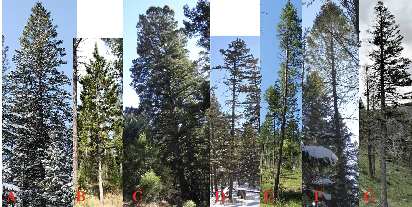 A horizontal composite of seven different conifer trees labeled A through G, showcasing various species, environments, and structural conditions. The image labeled A is a tall, symmetrical evergreen heavily dusted with snow. The image labeled B is a younger, thinner evergreen in a sunlit forest clearing. The image labeled C is a massive, thick-trunked conifer with a very dense, wide canopy. The image labeled D is a slender tree in a snowy landscape with a "ragged" appearance and several bare lower branches. The image labeled E is a very tall, lean tree with foliage concentrated primarily at the top, set against a forest backdrop. The image labeled F is a view looking up through the sparse, skeletal branches of a thinning tree, with snow on the lower limbs. The image labeled G is a tall tree with a narrow, somewhat irregular canopy, situated on a grassy slope under an overcast sky
