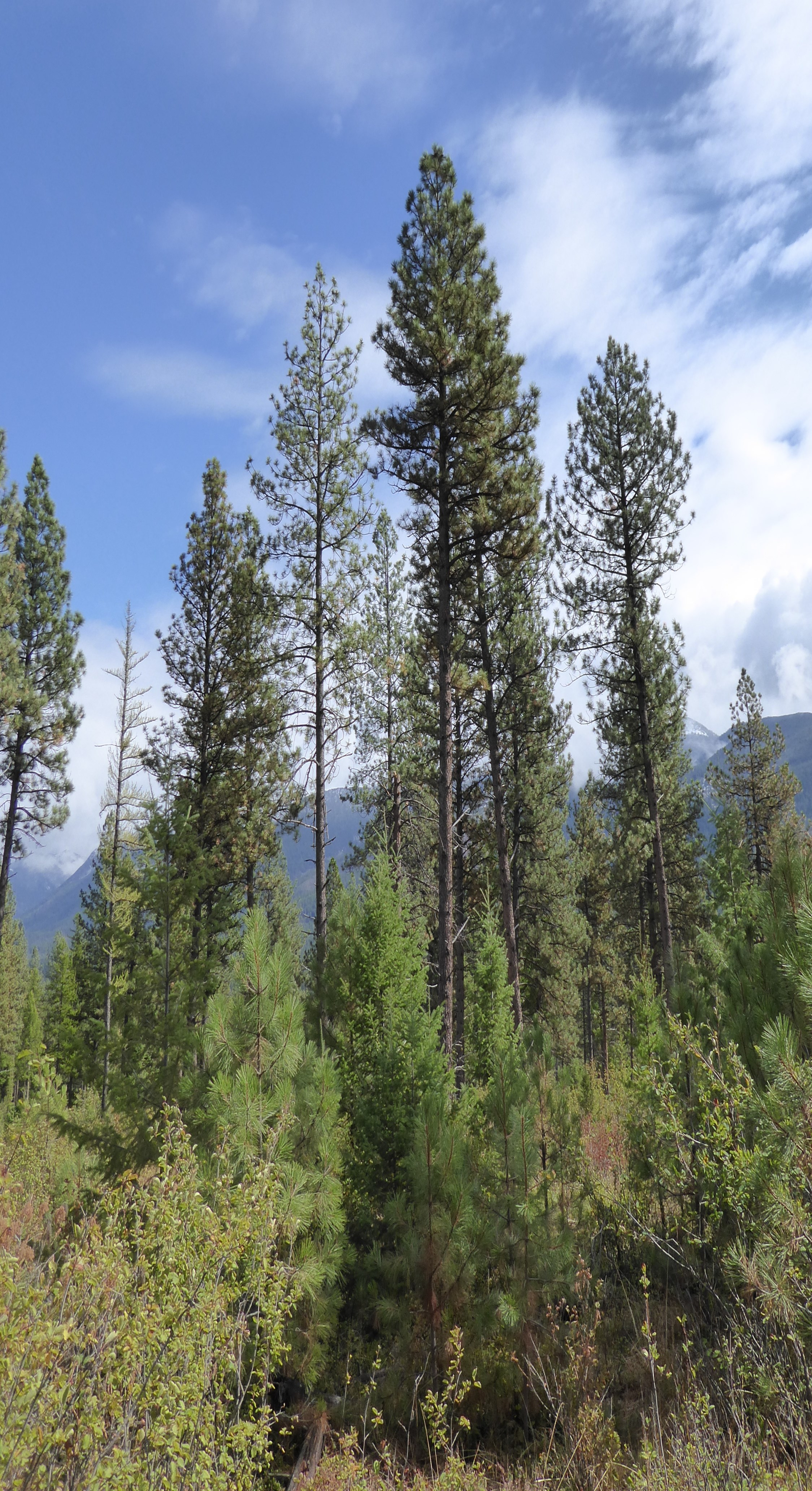 A tall pine forest under a clearn cloudy sky, with young evergreen saplings in the foreground and mountains in the distance