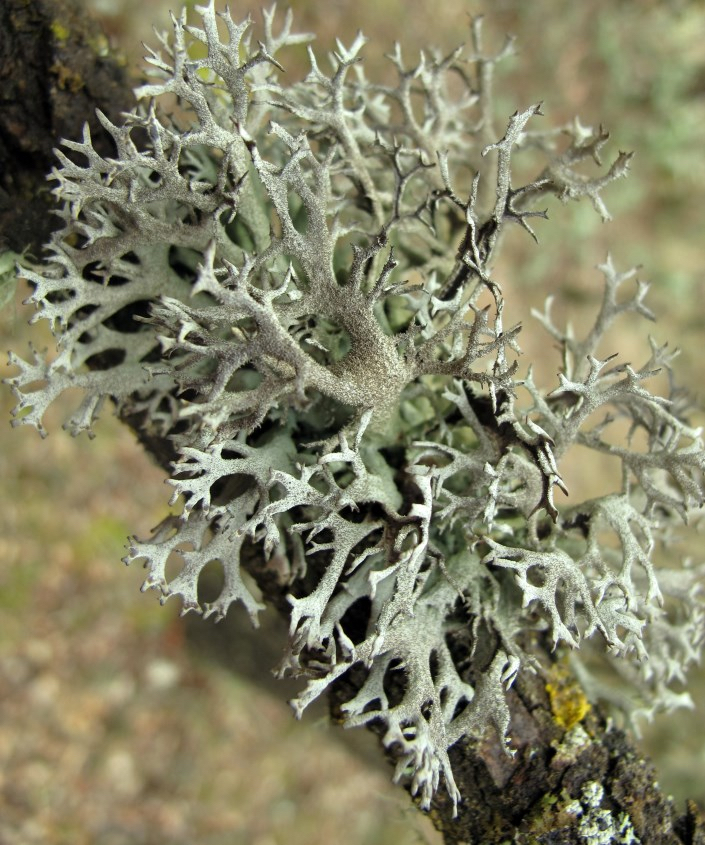 A close-up of lichen branching out from a dark tree limb. The lichen has a complex, coral-like structure with flat, forked lobes that create a delicate, feathery appearance against the blurred forest background