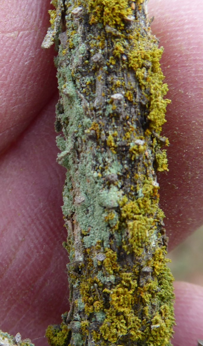 A close-up of a human hand holding a narrow, rough-barked twig with lichen. The lichen looks light with a grainy crust