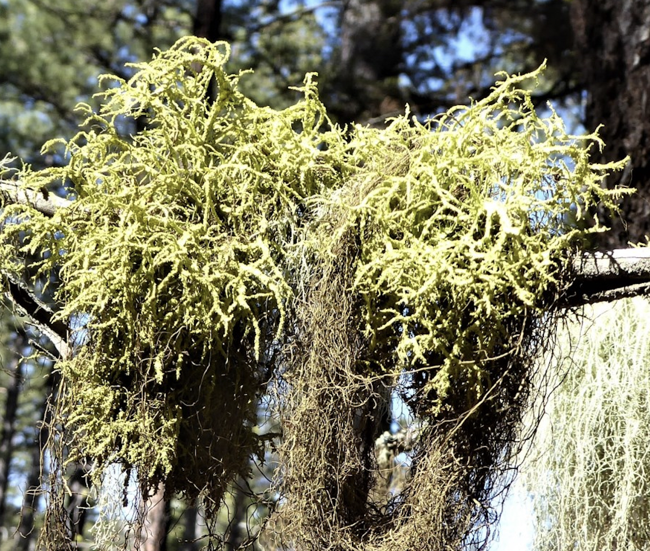 A dense cluster of lichen and trailing brown horsehair lichen growing together on a tree branch against a blurred forest background