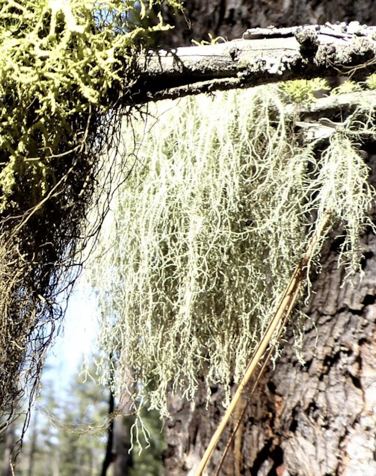 A close-up of pale, Usnea (Old Man's Beard) lichen hanging in delicate, thread-like strands from a tree branch, illuminated by bright sunlight against a dark tree trunk