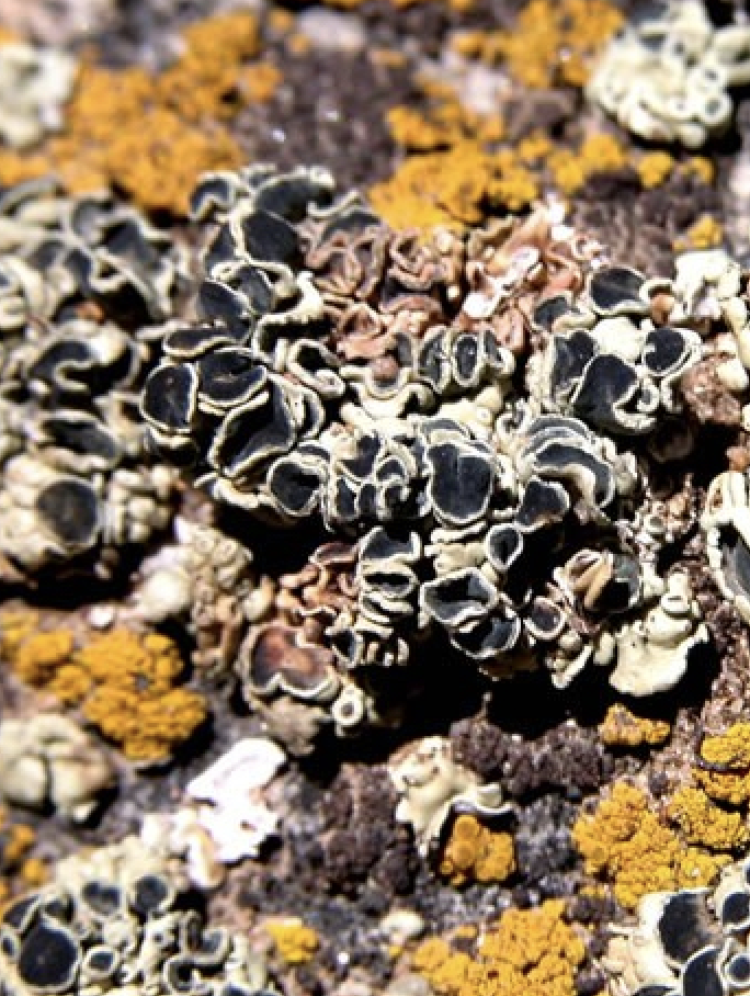 A close-up of various lichens growing on a dark, textured rock surface. The central focus is a cluster of cup-shaped lichens with dark centers and pale rims. Interspersed around them are patches of bright, crust-like lichen and smaller, light-colored scaly growths