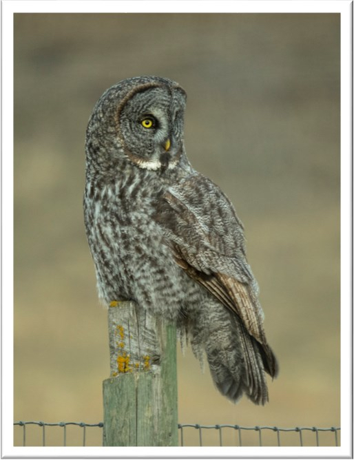 A Great Gray Owl perched on a wooden fence post against a soft, blurred background