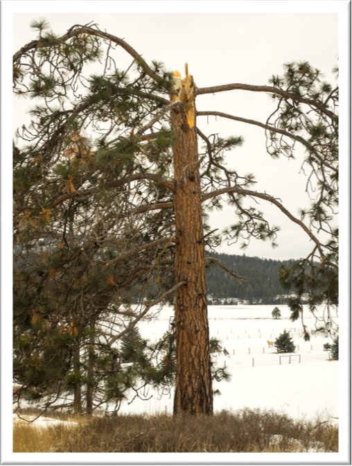 A tall pine tree with a snapped top standing in a snow-covered field against a backdrop of distant evergreen hills