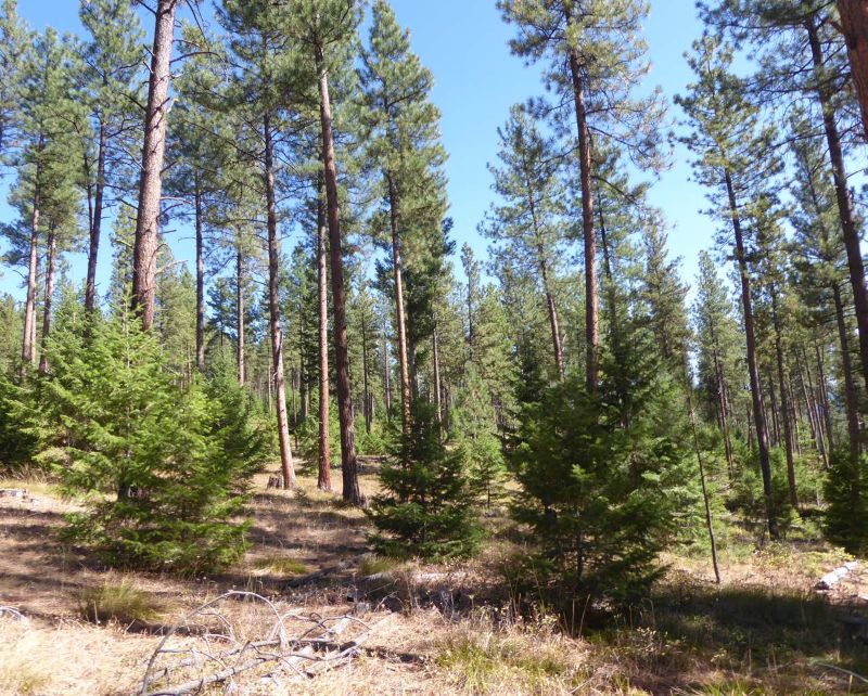 Image of a forest with tall ponderosa pine trees spaced far apart and mid-sized Douglas-fir trees interspersed between them. Some tufts of green and brown grasses, tree stumps, and downed limbs are scattered across the forest floor.