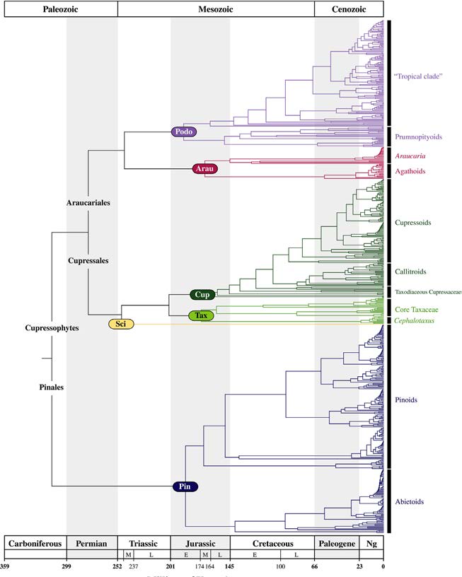 Phylogenetic tree showing the evolutionary relationships of major conifer groups from the Carboniferous period (about 359 million years ago) to the present. Geological eras across the top are Paleozoic, Mesozoic, and Cenozoic. Colored branches trace lineages including Pinaceae (blue), Cupressaceae (green), Araucariaceae (red), Podocarpaceae (purple), Taxaceae (light green), and Sciadopityaceae (yellow). The tree indicates diversification through time, with most living species concentrated near the present on the right side of the diagram. Major modern groups labeled along the right margin include Abietoids, Pinoids, Callitroids, Cupressoids, Araucarioids, Prumnopityoids, and a tropical clade.