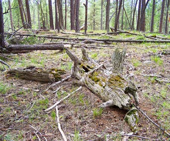 Image is of dense intact forest. On the forest floor are several fallen logs and large pieces of decaying wood scattered among pine needles and sparse ground vegetation. Standing conifer trees are spaced throughout the background.