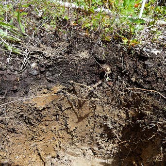 A close-up image of a soil pit from a 10-20-year-old forest opening shows a thicker band of dark organic-rich soil near the surface than the dense forest sample.