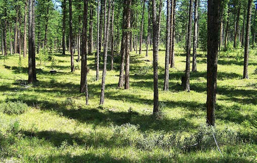 Image illustrating a thinned forest with greater space between trees and more grasses and shrubs covering the ground. The larger open spaces are emphasized by greater areas lit by sunshine on the ground.