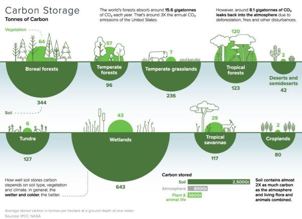 Infographic comparing average carbon storage across major terrestrial ecosystems. Large green semicircles represent carbon stored in soil and smaller values above ground represent carbon stored in vegetation, measured in tonnes of carbon per hectare to a depth of one meter. It depicts soil carbon values for different ecosystems, showing wetlands with the highest value and deserts and semideserts with the lowest value. Vegetation carbon values show that tropical forests have the highest value and deserts, subdeserts, and croplands share the lowest value. The graphic notes that the world's forests absorb about 15.6 gigatonnes of CO2 annually, but approximately 8.1 gigatonnes are released back into the atmosphere through deforestation, fires, and other disturbances. A summary box states that soil stores almost twice as much carbon as the atmosphere and living organisms combined. The chart also notes that soil carbon storage generally increases in wetter and colder conditions.