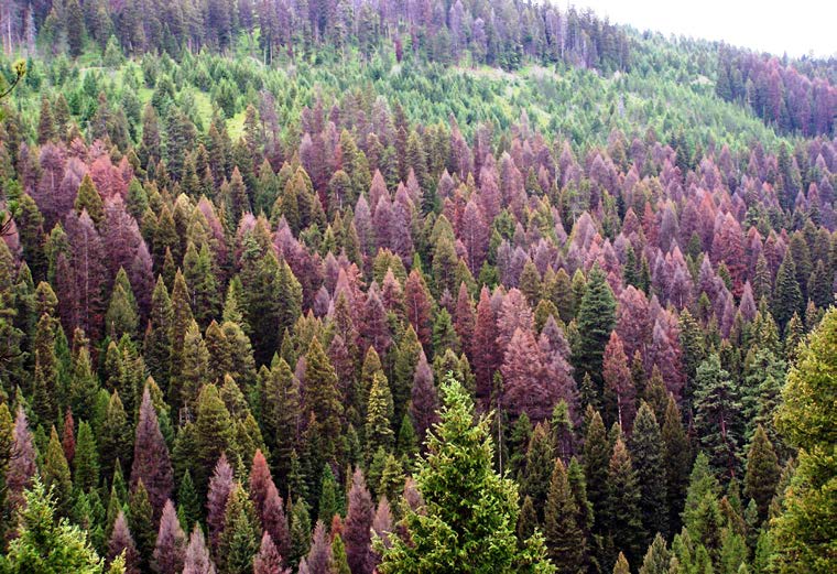 Photograph of a densely forested mountainside containing a mix of healthy green conifer trees and numerous reddish-brown conifers. The brown trees are scattered throughout the stand and extend across much of the hillside, indicating widespread tree mortality or canopy dieback.