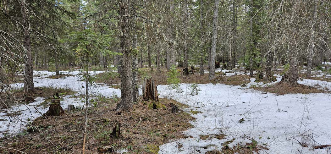 Forest with patches of snow covering portions of the ground beneath mature conifer trees. Tree stumps, fallen woody debris, and several young evergreen saplings are scattered throughout the area. Exposed soil and forest litter are visible where the snow has melted. The image illustrates how a more open canopy affects moisture retention.