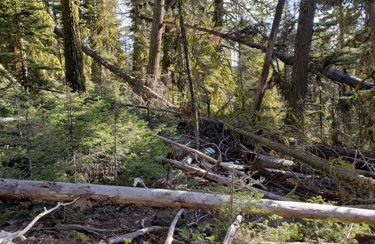 Photograph of a mature conifer forest with large standing trees, fallen logs, broken branches, and dense woody debris covering the forest floor. Small conifer seedlings and understory vegetation are growing among the downed wood. Sunlight filters through the canopy, highlighting the complex structure of standing and fallen trees throughout the scene.