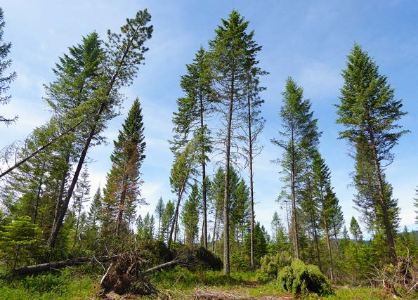 Photograph of an open conifer forest containing tall living trees and several uprooted or leaning trees. Exposed root masses are visible where trees have been blown over, creating gaps in the canopy. Low shrubs and grasses cover the forest floor beneath the remaining trees, and a clear blue sky is visible above the stand.