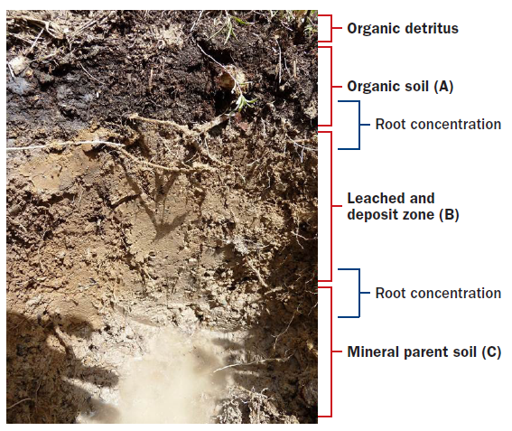 Diagram showing a soil profile divided into four labeled horizons from top to bottom. The surface layer, labeled Organic detritus, contains decomposing plant material. Beneath it is the dark Organic soil (A) horizon, where a bracket highlights a zone of root concentration. The next layer, Leached and deposit zone (B), is lighter in color and extends through the middle of the profile. A second bracket indicates another area of root concentration near the lower portion of the B horizon. The bottom layer, labeled Mineral parent soil (C), consists of light-colored mineral material. Vertical brackets on the right identify the boundaries and depth of each soil horizon, illustrating the arrangement of organic matter, root growth, and mineral soil layers.
