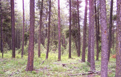 Image illustrating a more dense forest with less space between tree trunks.