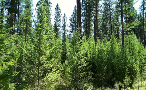Photo of dense conifer tree regeneration, where many small trees are tightly clustered together underneat scattered tall trees.