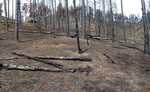 Forested hillside that was burned by wildfire has relatively dense trees that look like most or all burned. The forest floor is mostly barren with lots of pine duff and just a few areas of new green growth.