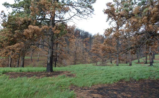 Image of the same burned forest but with more foliage on the trees and significantly more green grass that has sprouted on the forest floor, illustrating a benefit of widely spaced trees.