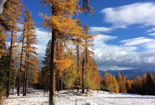 A photo of conifer trees in autumn with fresh snow on the ground and blue sky. Some trees are bright yellow becuase they are Larch or Tamarack trees.