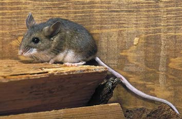 Grey mouse with white underbelly, long pink tail, small round ears, and black eyes.