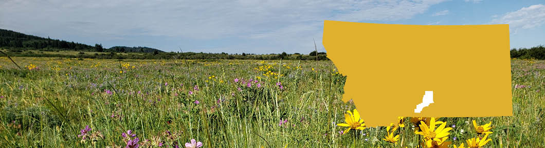 A field of wildflowers with an overlaid shape of the state of Montana