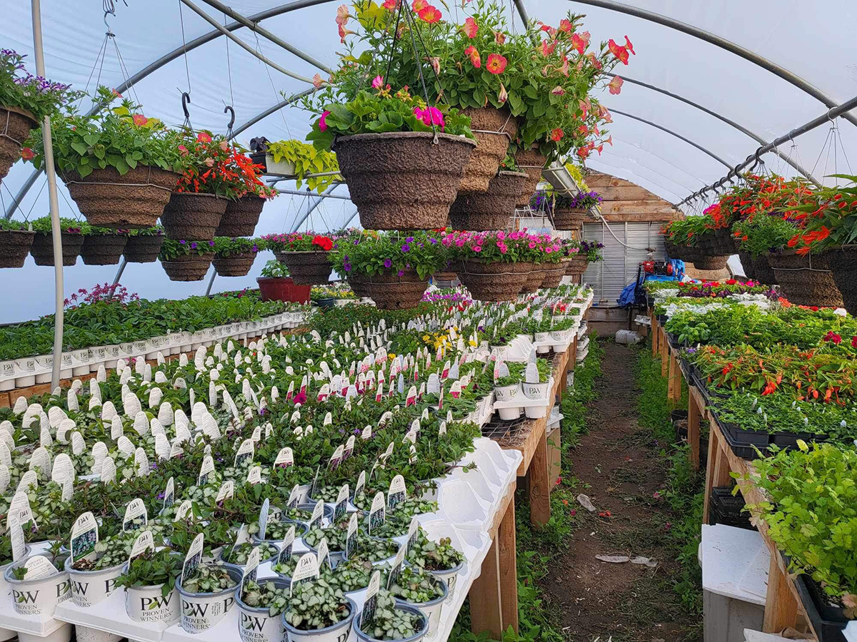 Inside a greenhouse at In my Plants Greenhouse. 