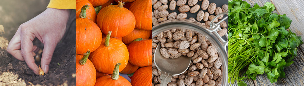 Four photos showing a hand planting a seed, pumpkins, dry beans in a jar, and cilantro.