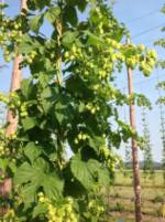 Hops Plant image