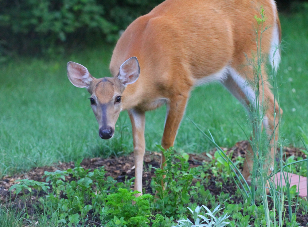 A deer in a garden.