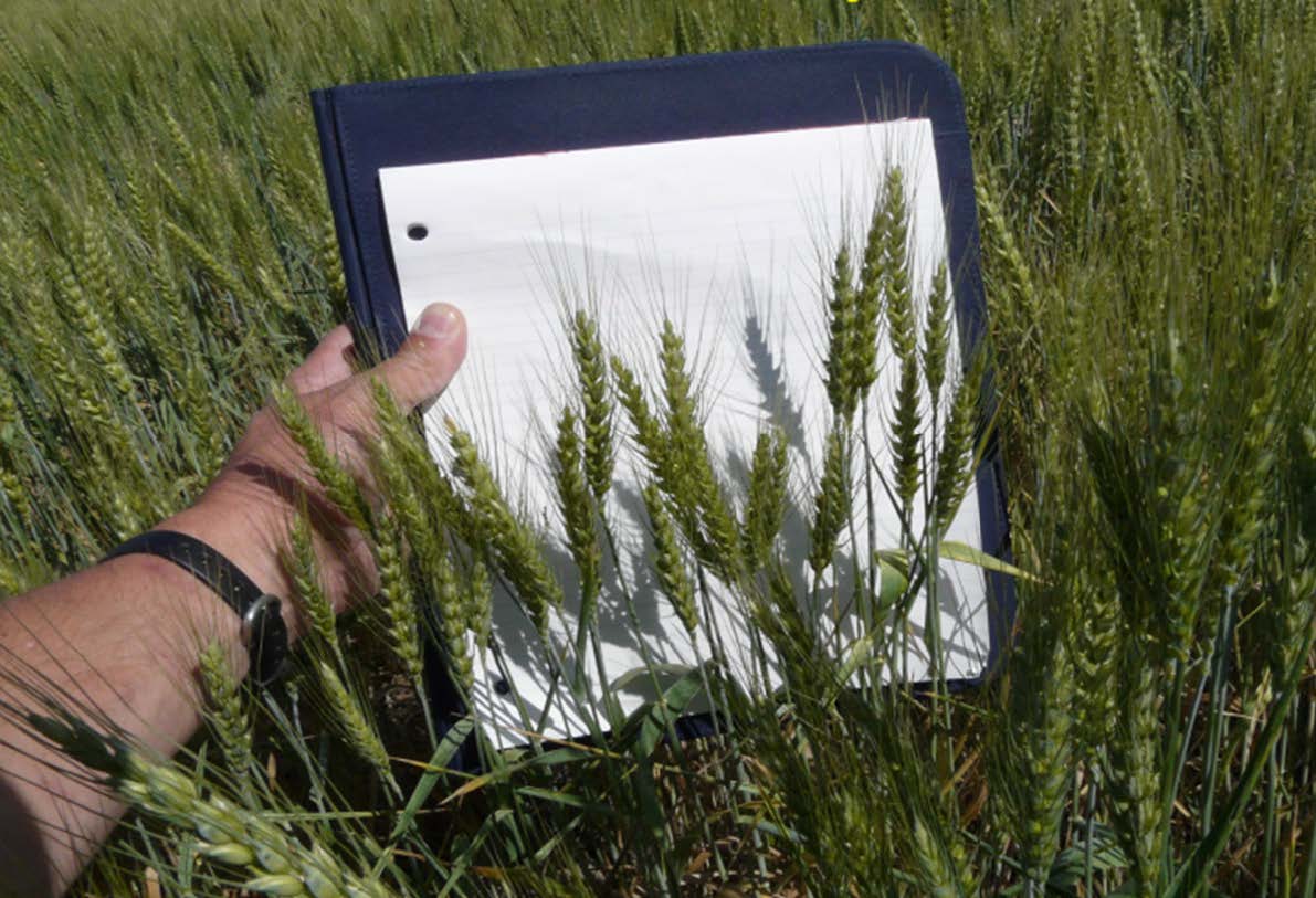 Figure 6. Wheat productivity within 40 feet leeward of a windbreak.