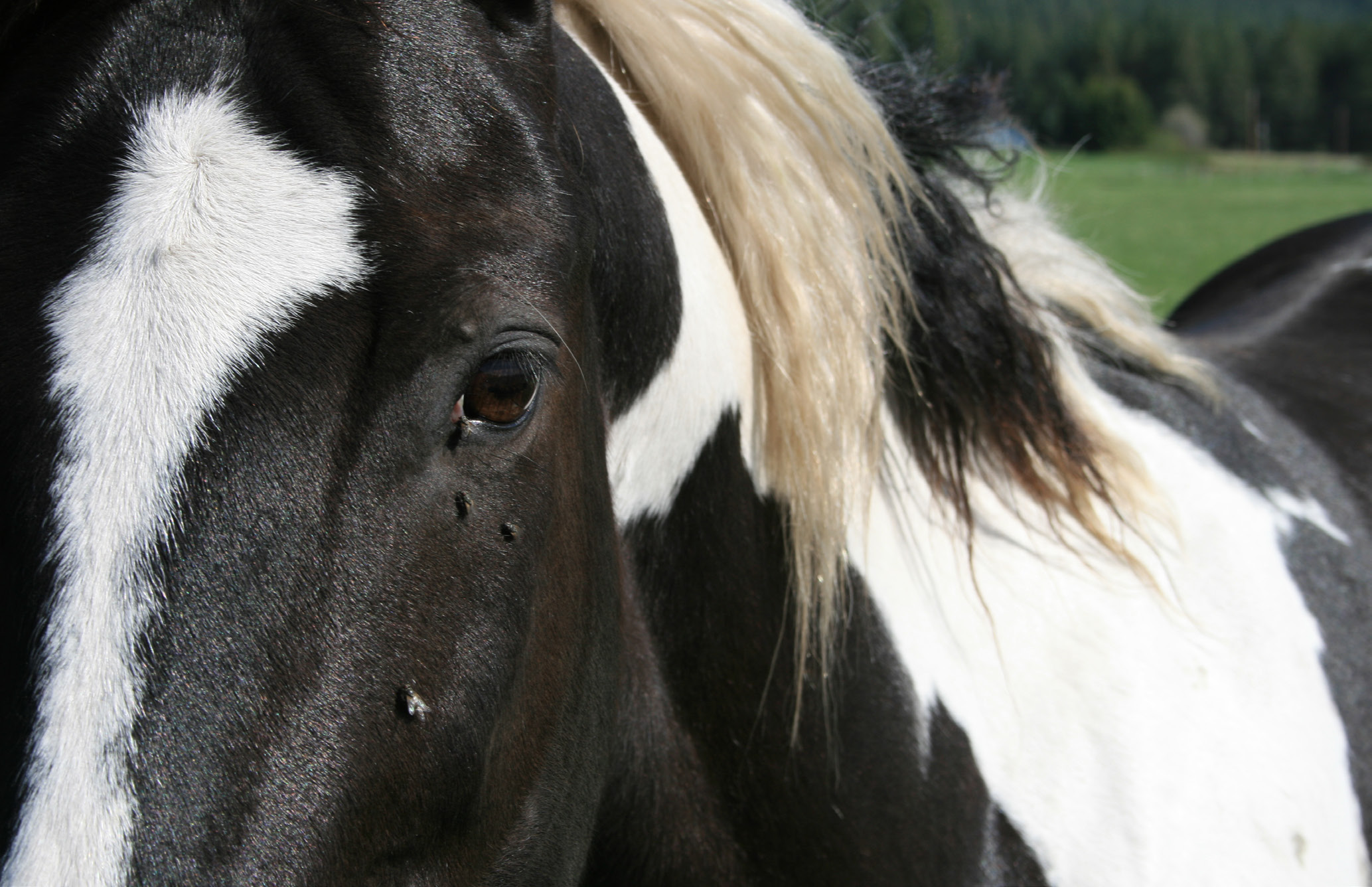 Flies on the face of a horse.