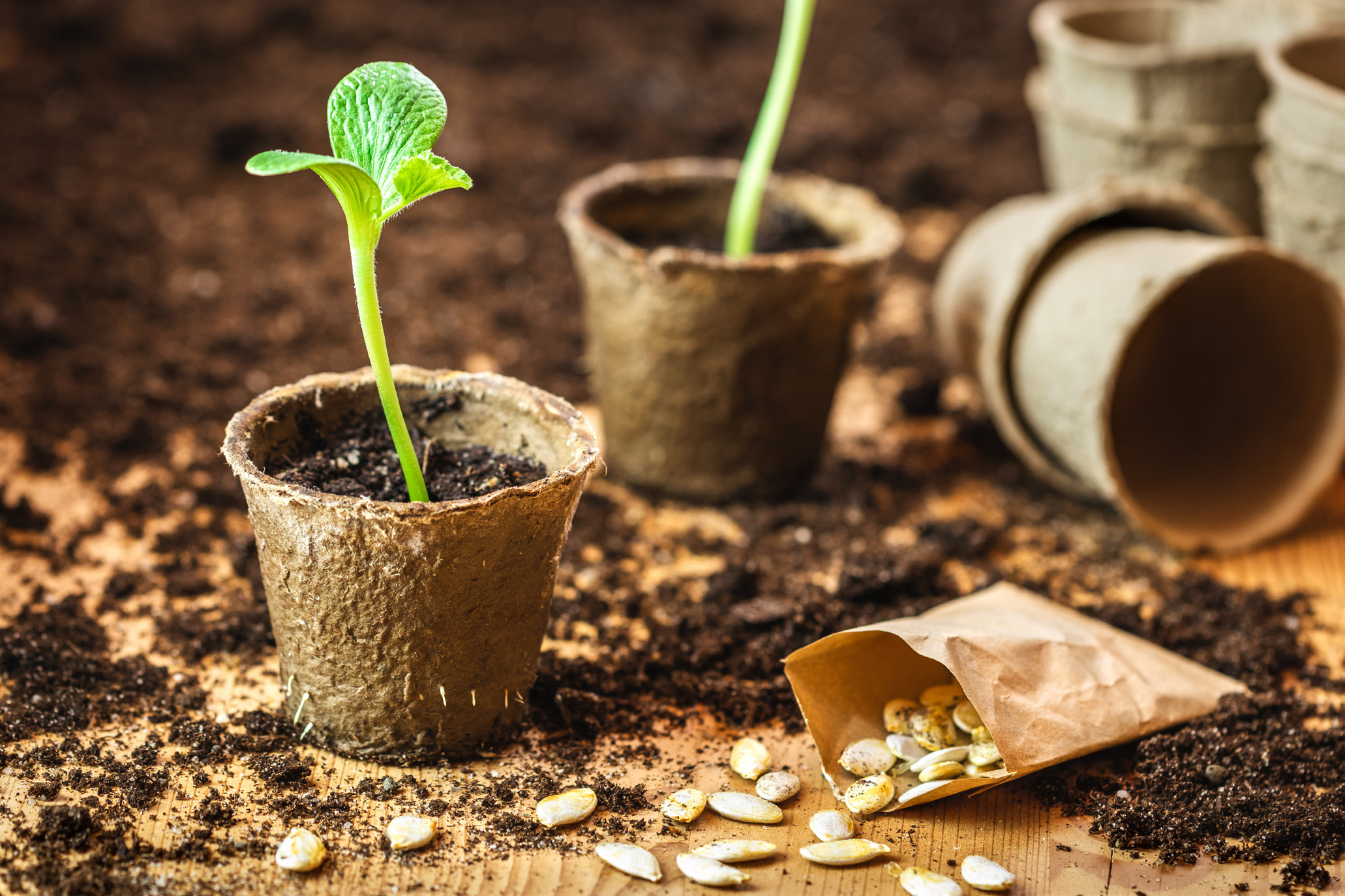 A small plant sprouts out of a brown paper pot, and a bag of seeds spills out to one side.