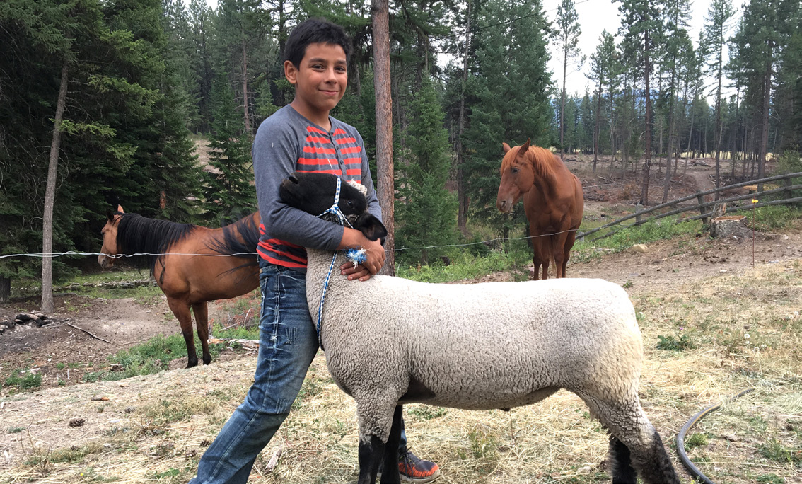 A boy braces a sheep against his leg. Red horses are in the background in a forest of trees.