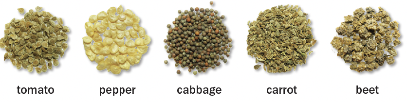 Five seed piles are displayed. Tomato seed is round and light green, pepper seed is yellow and round, cabbage seed is green and red and shaped like a ball, carrot seed is light green and long, and beet seed is brown and crumpled.