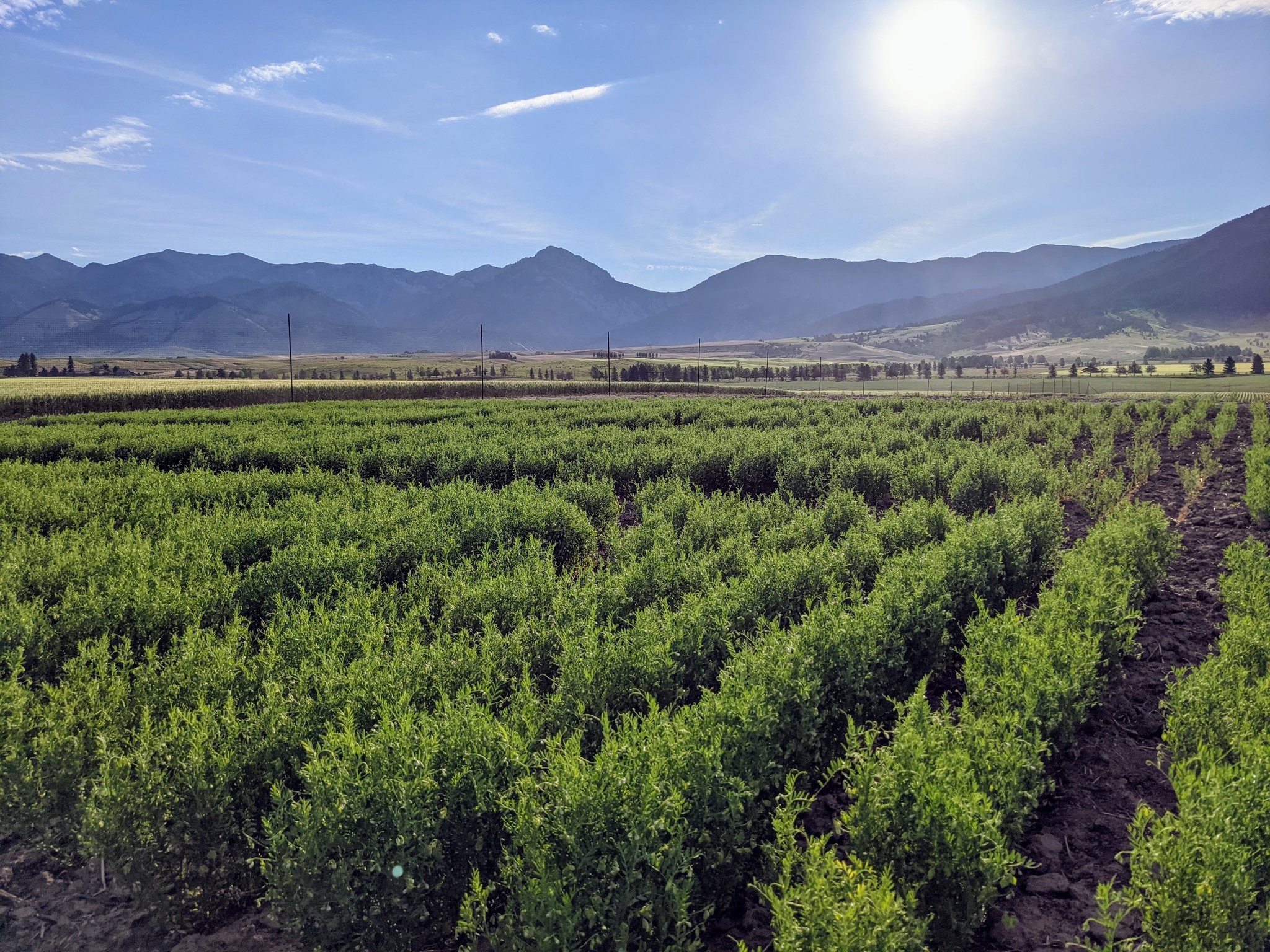 field crop
