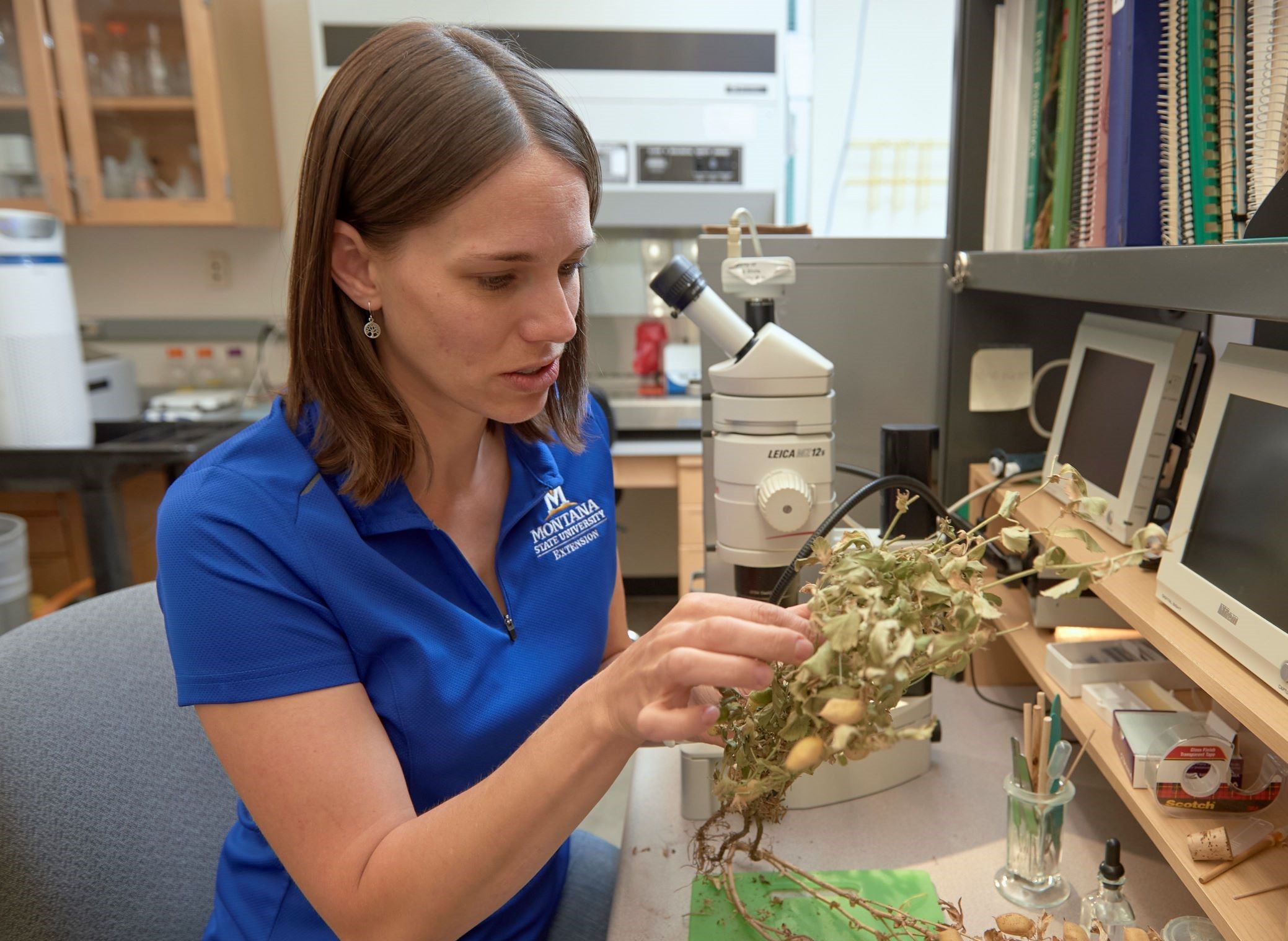 Dr. Uta McKelvy assessing a plant at a microscope Schutter Lab