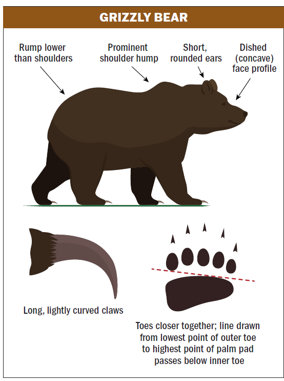a graphic showing the attributes of a grizzly bear