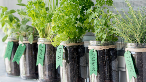 herbs growing in jars