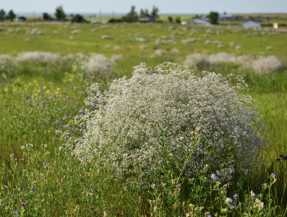 Up close image of a white babys breath bush in a green hay field.