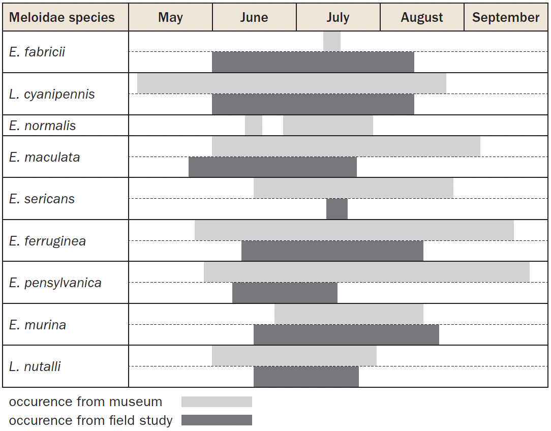 A floating horizontal bar table showing the seasonal distribution of nine blister beetle species in Montana. The months at the top range from May to September.