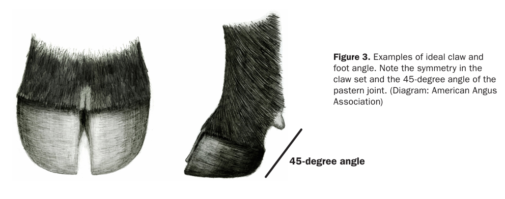 Example of claw and foot angle with a black hoof.