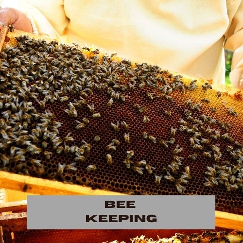 BEE KEEPING NEW