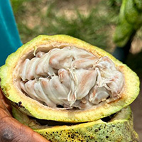 opened cocoa fruit