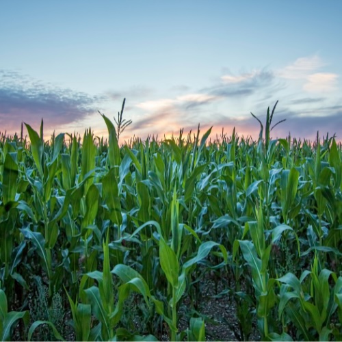 corn field