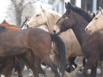 Herd of walking horses